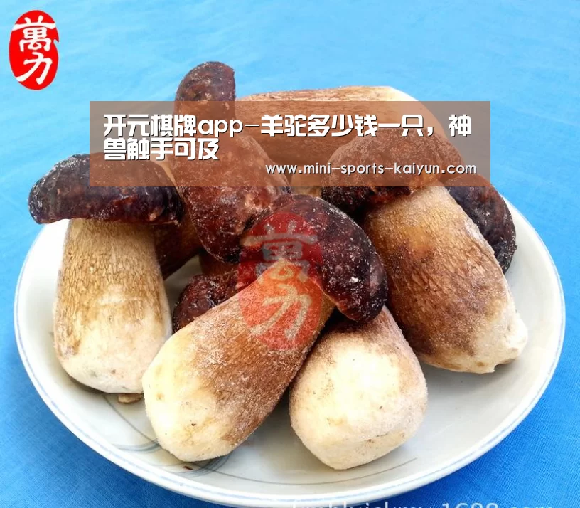 开元棋牌app-羊驼多少钱一只,神兽触手可及(图3) 开云体育官网